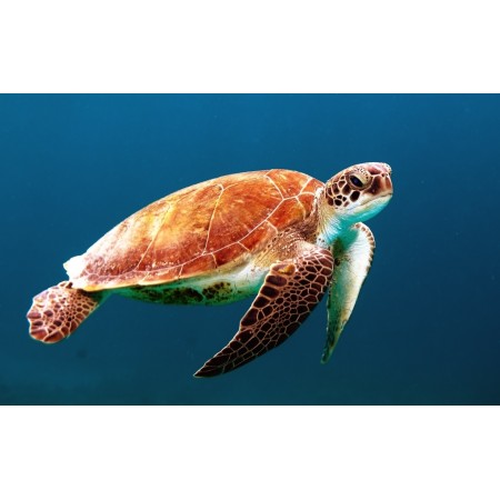38x24 in Photographic Print Poster Ocean Underwater Swim Biology Turtle Sea Turtle Reptile
