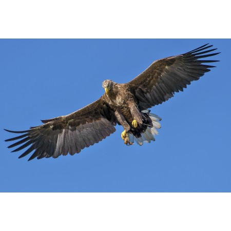 35x24 in Photographic Print Poster Bird Wing Kite Beak Natural Eagle Hawk Fauna
