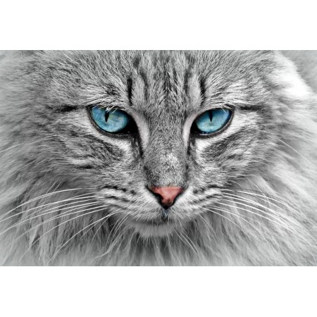 35x24 in Photographic Print Poster Cat Animal,Cat Portrait,Mackerel,Cat's Eyes,Pet,