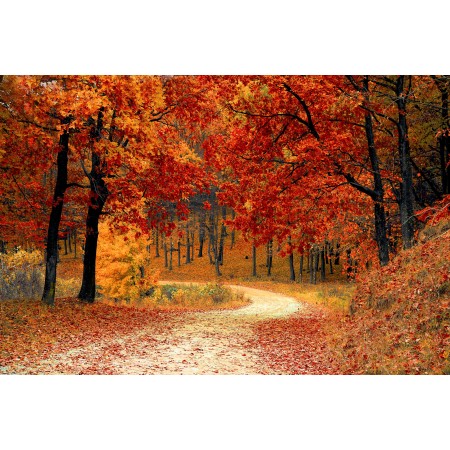 36"x24" Photographic Print Poster Fall Autumn Red Season Woods Nature Leaves Tree