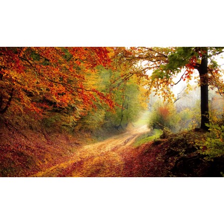 41"x24" Photographic Print Poster Road Forest Season Autumn Fall Landscape Nature