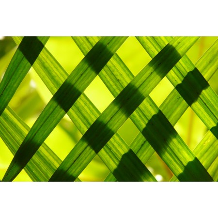 36"x24" Photographic Print Poster Leaves Green Shadow Play Pattern Texture Grass