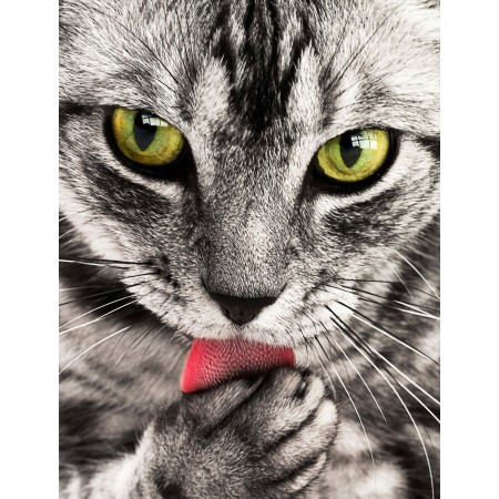18x24 in Photographic Print Poster Cat Pet Licking Animal Tabby cat Domestic cat