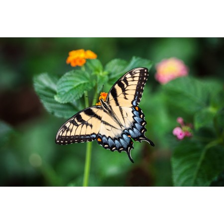 36"x24" Photographic Print Poster Butterfly Summer Nature Wings Spring Insect
