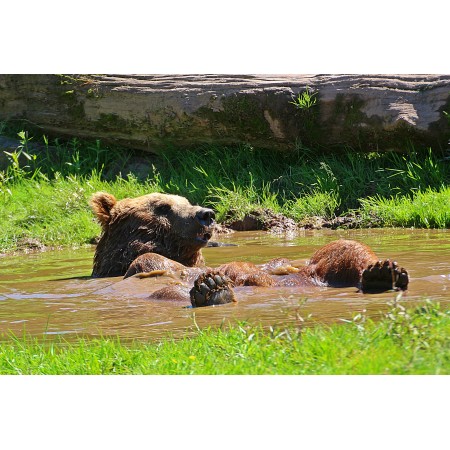 35"x24" Photographic Print Poster Bear Brown Bear Water Puddle To Bathe