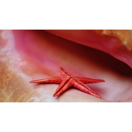 43x24 in Photographic Print Poster Shell Starfish Maritime Decorative Decoration Deco