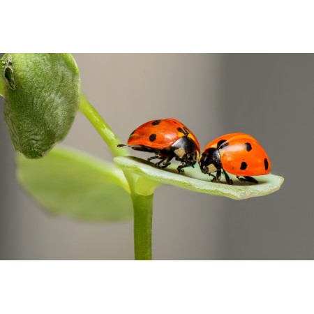 36x24 in Photographic Print Poster Ladybugs Ladybirds Bugs Insects Couple Love Two