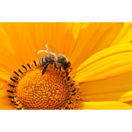 36"x24" Photographic Print Poster Bee Pollen Nectar Yellow Blossom Bloom Macro
