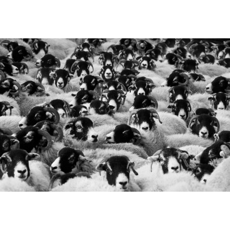 Photographic Print Poster Livestock Animals Sheep Mammals Flock Group