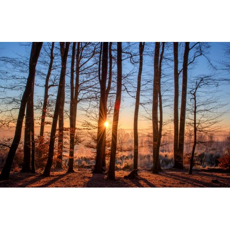 37"x24" Photographic Print Poster Forest Landscape Sun Trees Nature Wood Light
