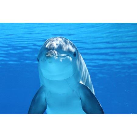 36"x24" Photographic Print Poster Dolphin Marine mammals Water Sea Mammal Underwater