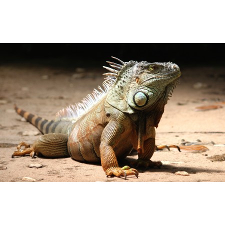 38"x24" Photographic Print Poster Iguana Reptile Lizard Animal Dragon Scale Green
