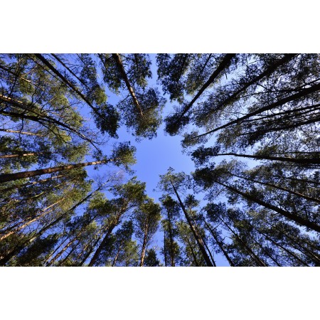 35"x24" Photographic Print Poster Forest Sky Foliage Green Landscape Spring Nature