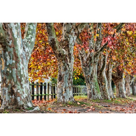 36x24 in Photographic Print Poster Plane tree Autumn Leaves Fall Season Nature