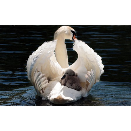 39"x24" Photographic Print Poster Swan Baby Swan White White Swan Water Lake Bird