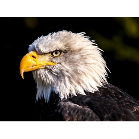 31x24 in Photographic Print Poster Adler White Tailed Eagle Bald Eagle Bird Raptor