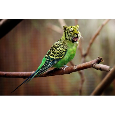 36x24 in Photographic Print Poster Tiger Budgie Tiger parakeet Photoshop