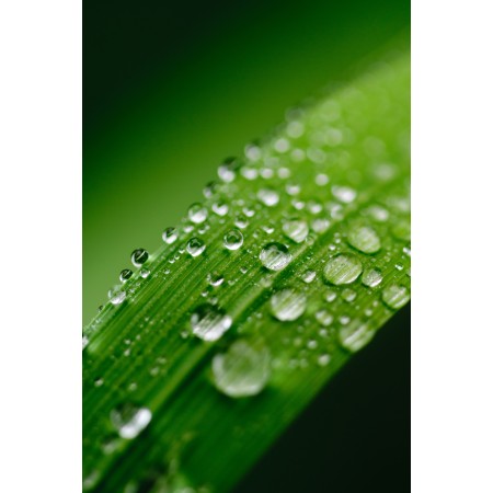 24x16 in Photographic Print Poster Green Water Leaf Dew Nature Grass Drop Plant