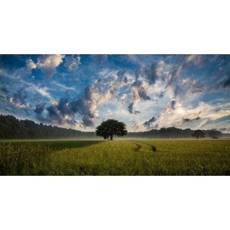 45"x24" Photographic Print Poster Tree Field Cornfield Nature Landscape Sky Clouds