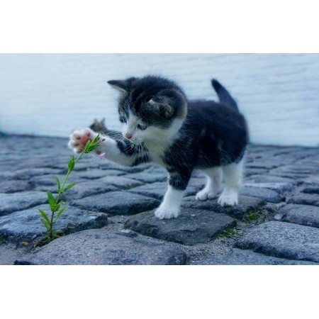 36"x24" Photographic Print Poster Cat Flower Kitten Stone Pet Animals Explore