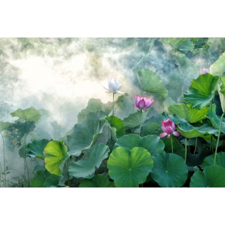 36"x24" Photographic Print Poster Lotus Summer Hasuike Cool Smoke