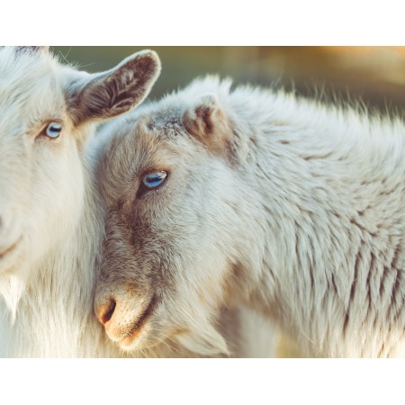 31x24in Photographic Print Poster Photo Sheep Animal Lamb Love Wool Eyes Snout Friends