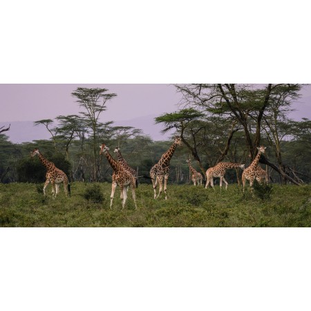 Photographic Print Poster Giraffes Flock Savannah Together Eat Friends