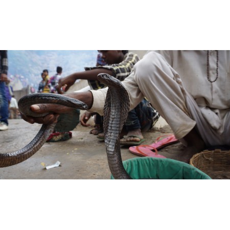 42x24 in Photographic Print Poster Snake Black Cobra Wild Animal Wildlife