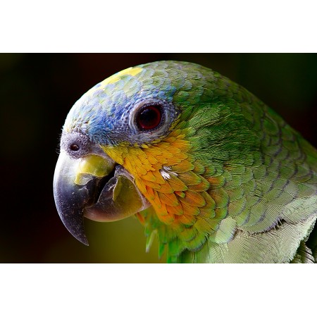 36"x24" Photographic Print Poster Parrot Macaw Bird Amazon Head Closeup Green