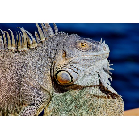 36"x24" Photographic Print Poster Curious Iguana Dock Cool Green Scaly Water