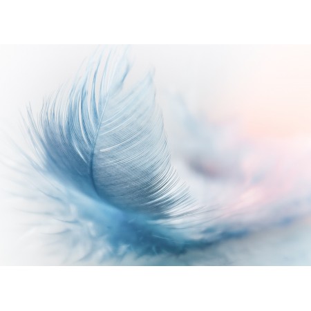 33"x24" Photographic Print Poster Feather Ease Slightly Blue Airy Close Up
