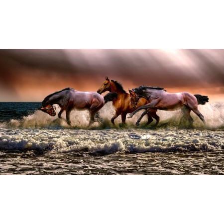 42x24 in Photographic Print Poster Animal Horses Fauna Nature Cavalry Sea Galopping