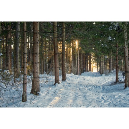 35x24 in Photographic Print Poster Snow Trees Forest Woods Woodlands Hoarfrost
