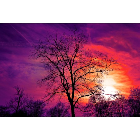35"x24" Photographic Print Poster Tree Bare Tree Sunset Sky Sunset Sky Color Red