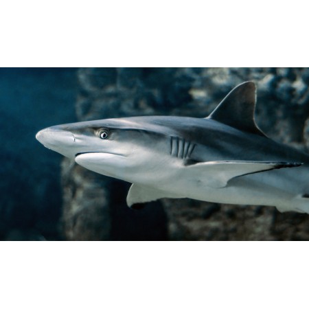 42x24 in Photographic Print Poster Shark Fish Eye Animal Water Swim