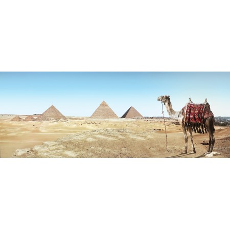63x24 in Photographic Print Poster Desert Camel Sand Pyramid Dry Travel Pharaohs