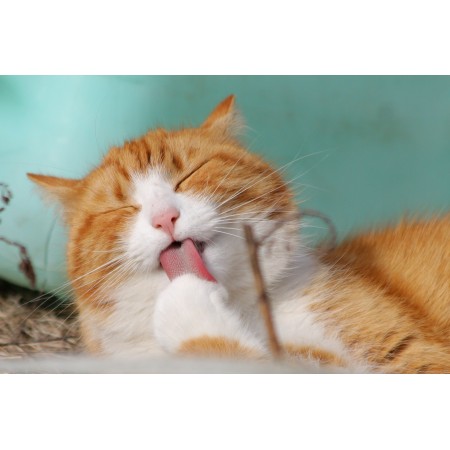 36"x24" Photographic Print Poster Cat Sweet Kitty Animals Feline Tongue Licking