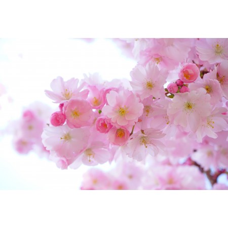 36x24 in Photographic Print Poster Flowers Cherry blossom Branch Pink flowers Sakura