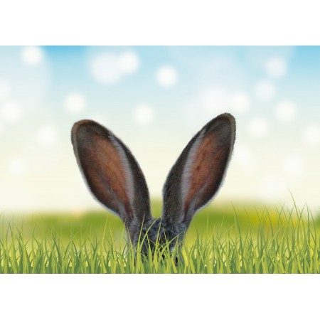 33x24 in Photographic Print Poster Grass Nature Field Spring Meadow Hare Ears