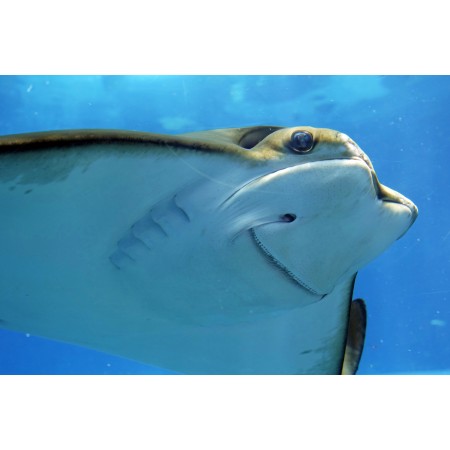 36x24 in Photographic Print Poster Stingray Rays Underwater Underwater world