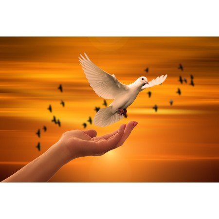 36x24 in Photographic Print Poster Dove Hand Trust God Pray Prayer Peace Soul
