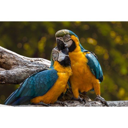 35x24 in Photographic Print Poster Parrots Exotic Ara Animal Birds Love Couple