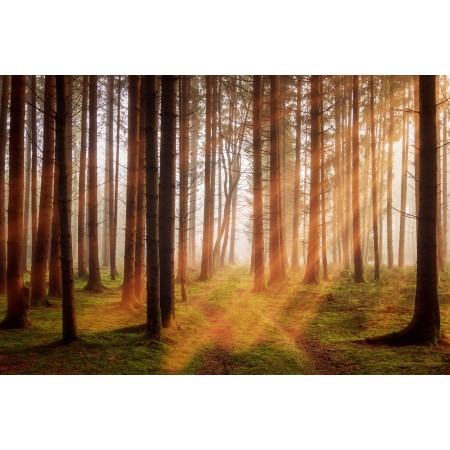 35x24 in Photographic Print Poster Forest Trees Sunbeam Autumn Landscape Nature