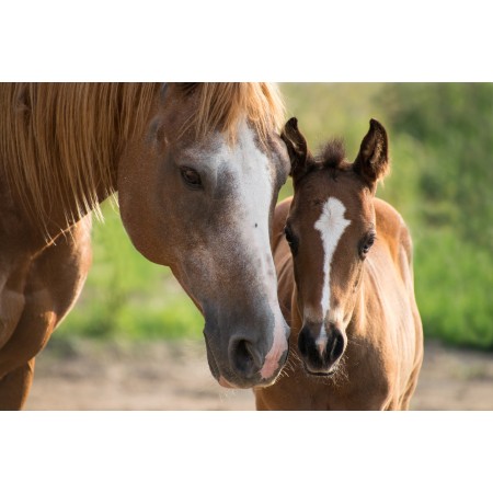 36x24 in Photographic Print Poster Foal Mare Mother Paint horse Brown Small Young