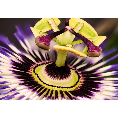 34x24 in Photographic Print Poster Nature Flowers passion flower Passiflora Blossom
