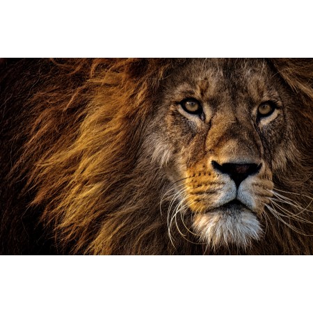 37x24 in Photographic Print Poster Lion Predator Dangerous Mane Big Cat Male Zoo