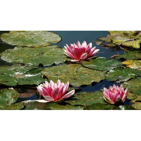 42x24 in Fine Art Print Poster Water Lilies Nature Pink Pond Claude Monet Giverny