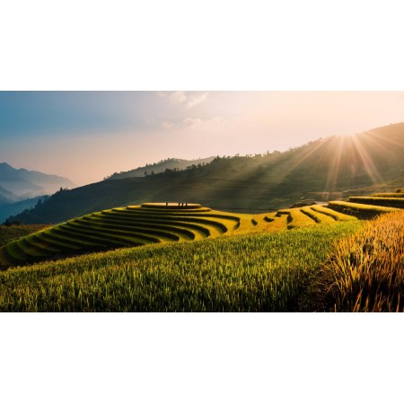 43x24 in Photographic Print Poster Vietnam Tu le Terraces Field Rice field Rice