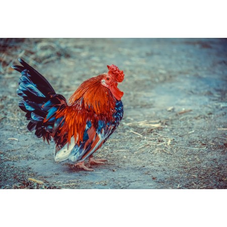 36"x24" Photographic Print Poster Hahn Plumage Gockel Poultry Farm Animal Male