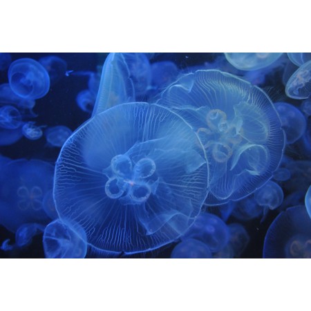 36x24 in Photographic Print Poster Jellyfish Aquarium Blue